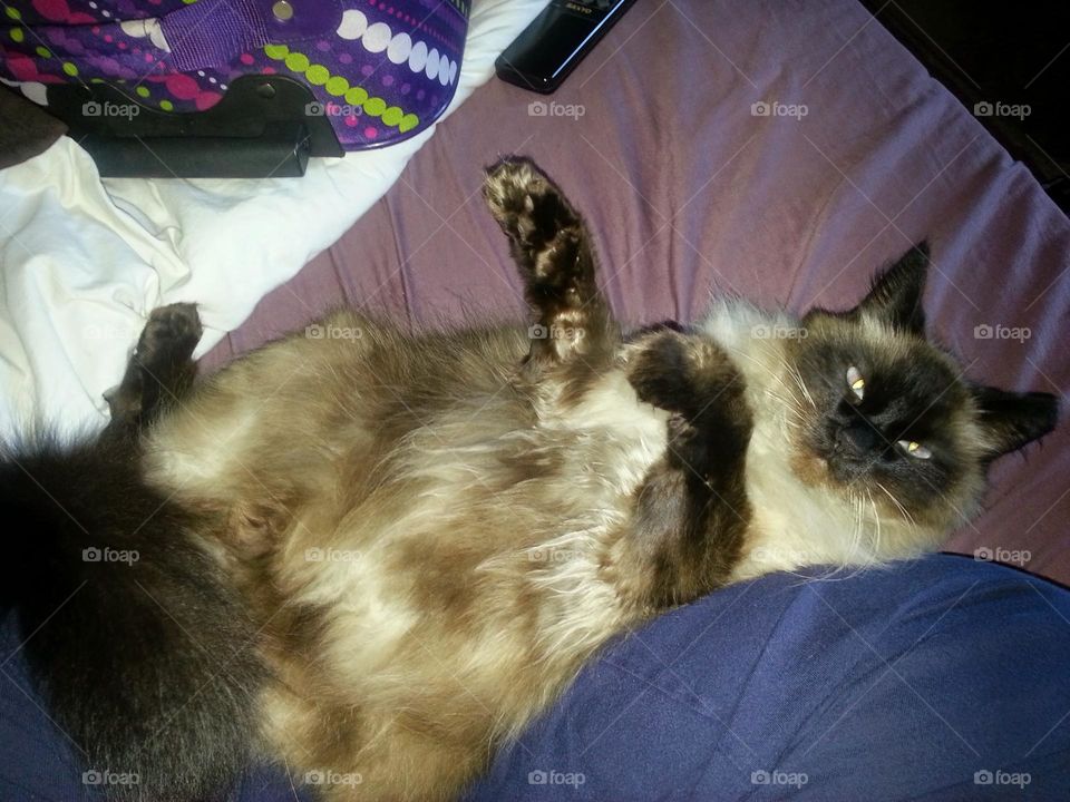 my kitty cat laying back