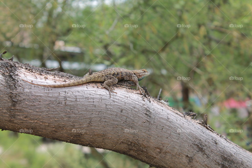 lizard in the tree trying to hid