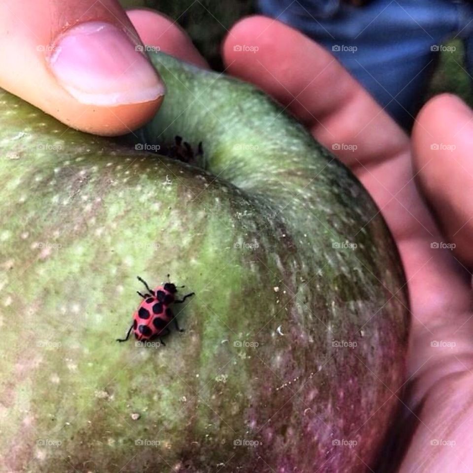 Luck is a Ladybug