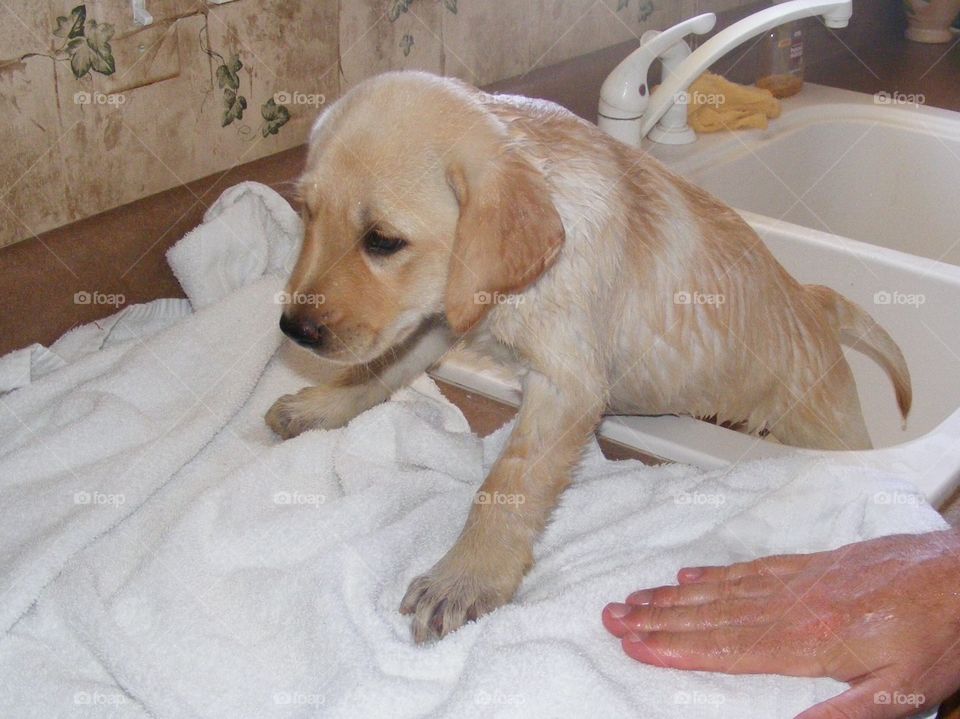This yellow lab puppy thinks bath time is over.