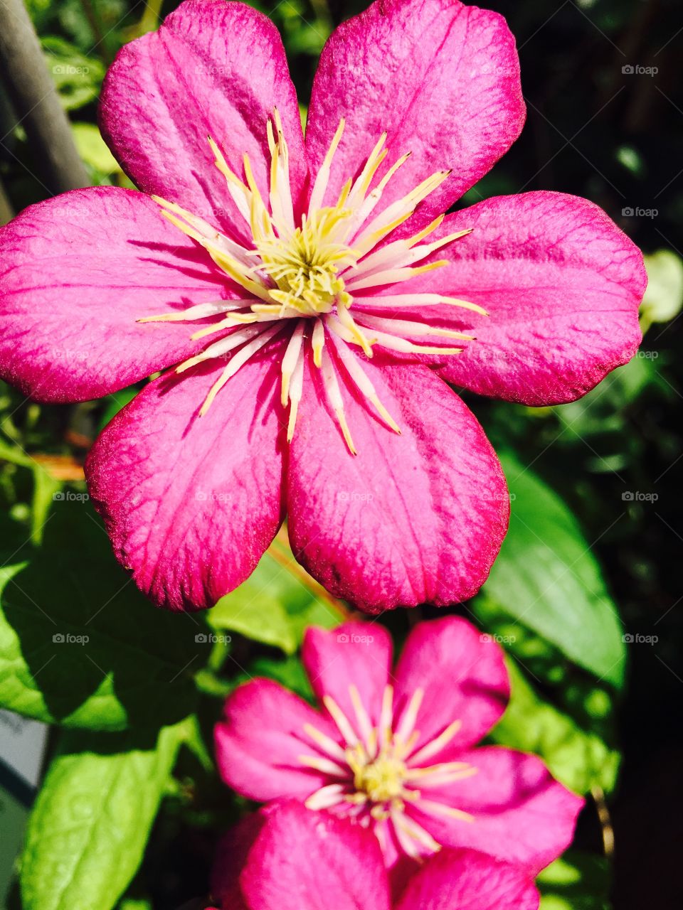 Vine flowers 