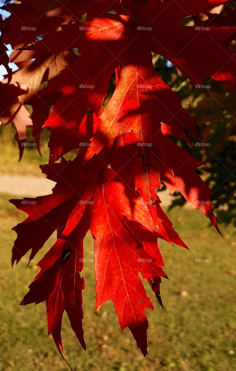 Fall is one of my favorite times of the year! This ref maple leaf adds wonderful color!