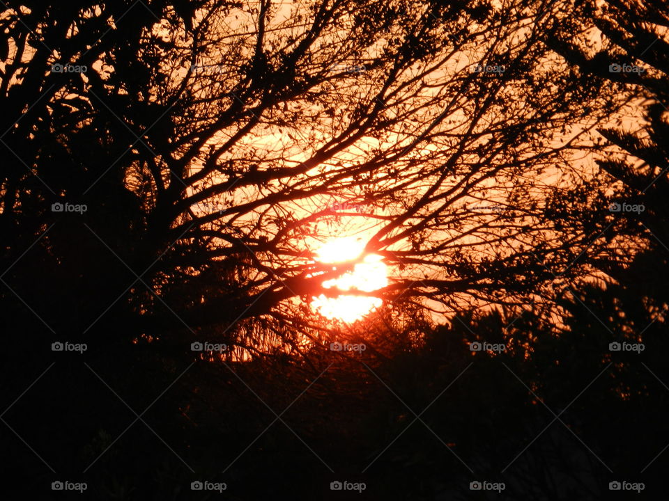 The golden hour . Sunsets behind a beautiful tree