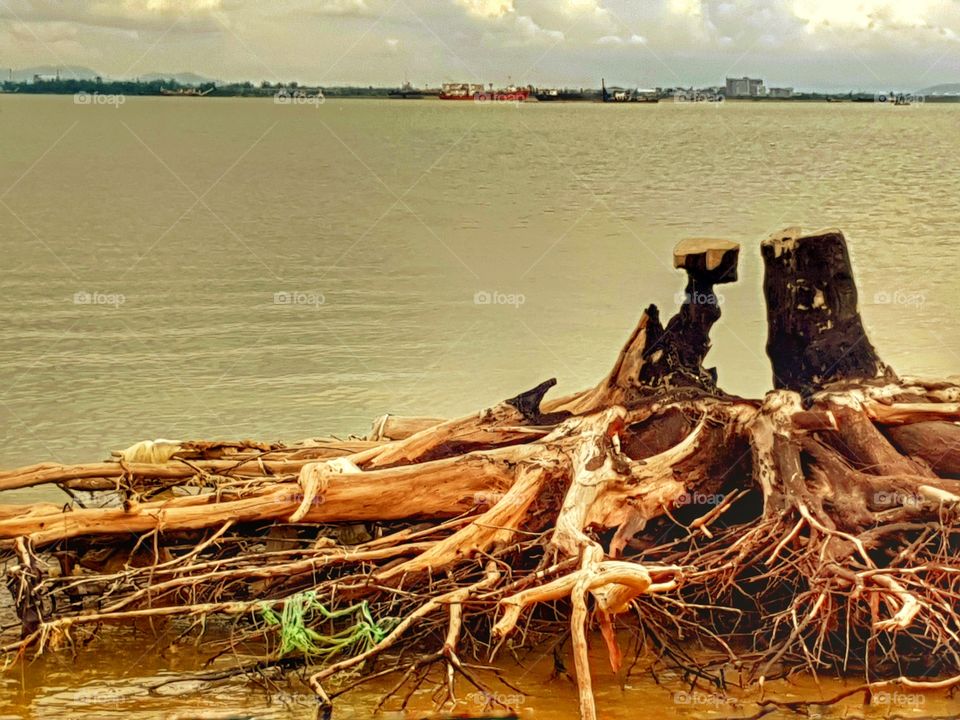 The roots of trees along the lake