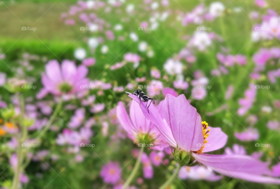 A tiny insect perching on cosmos flower