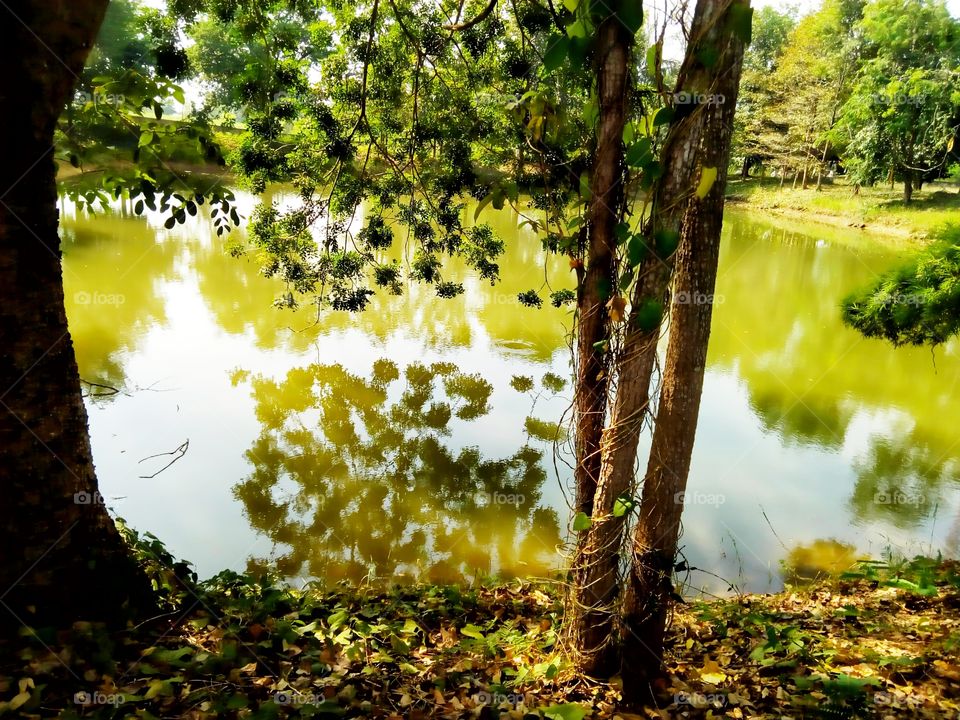 water,canal,tree,river