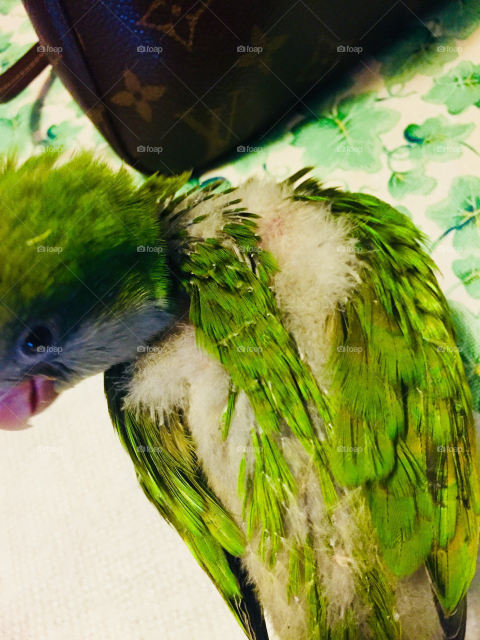 Quaker Parrot Baby feathers vibrant greet soft bird Happy June