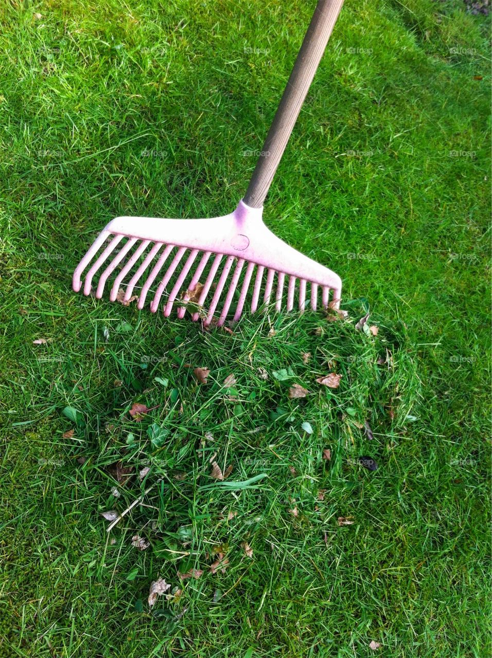 A heap of cut grass is raked up with a pink plastic rake in the garden. 