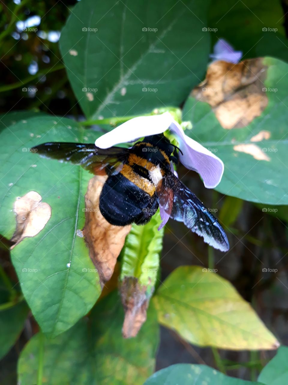 I noticed this bee is distinctly bigger than most I see doing their pollination rounds in my garden. Is she a Queen bee?