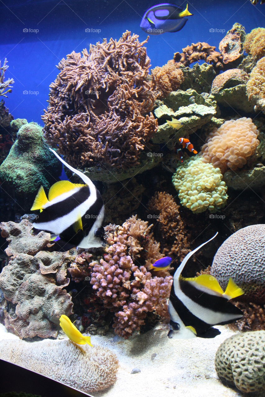 Monterey Bay Aquarium