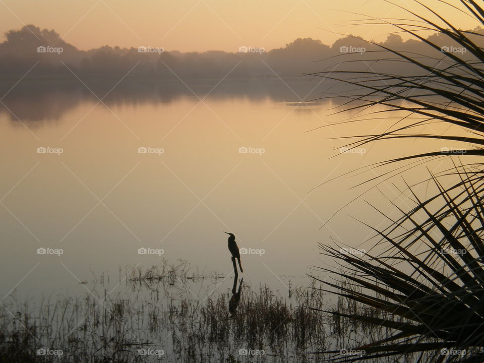 A lone bird greets the morning on a perch in the lake at sunrise. The orange sky is reflected in the water.