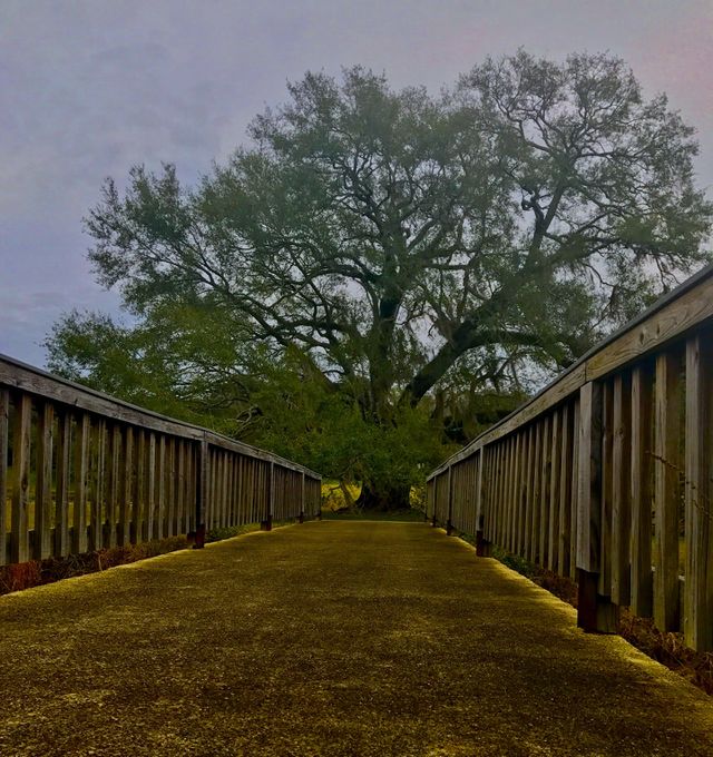 Daily Walk