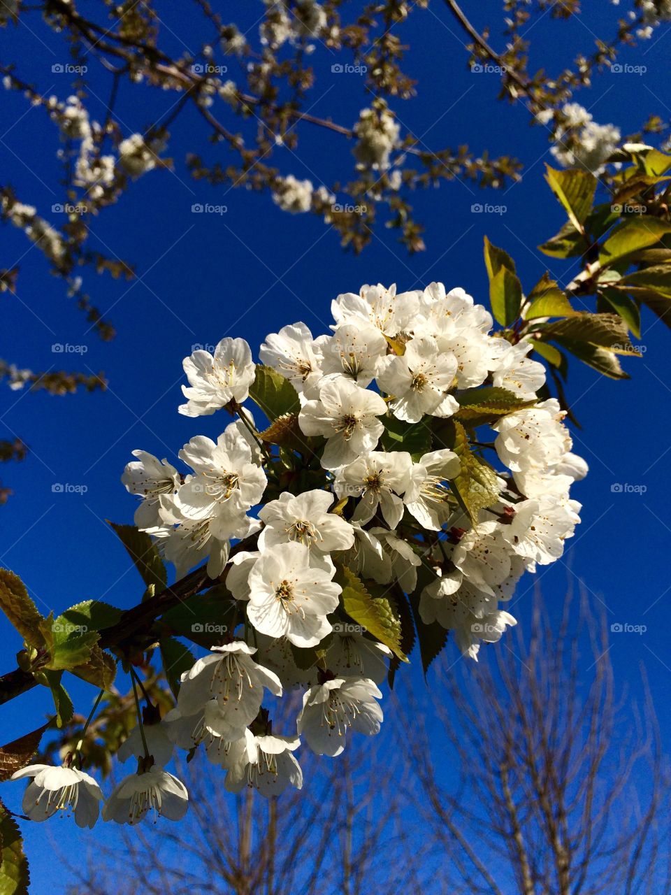 Elm Ridge Blossom