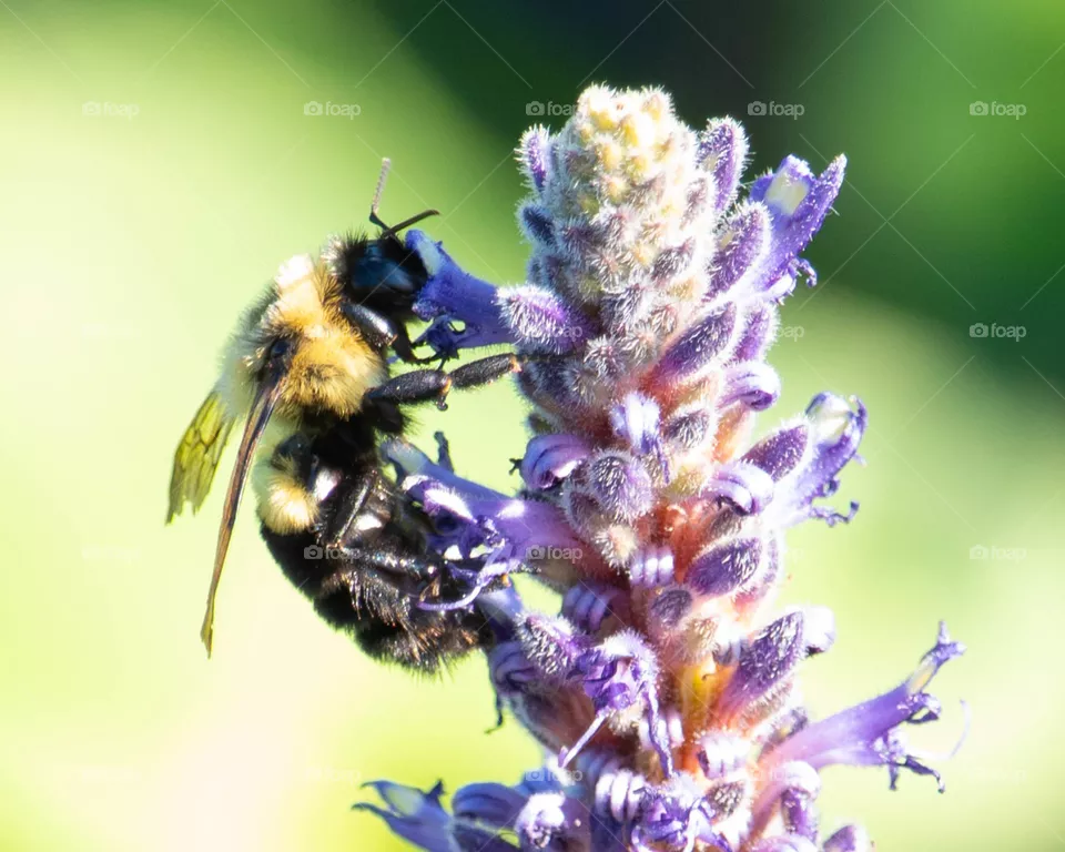 Bee close up