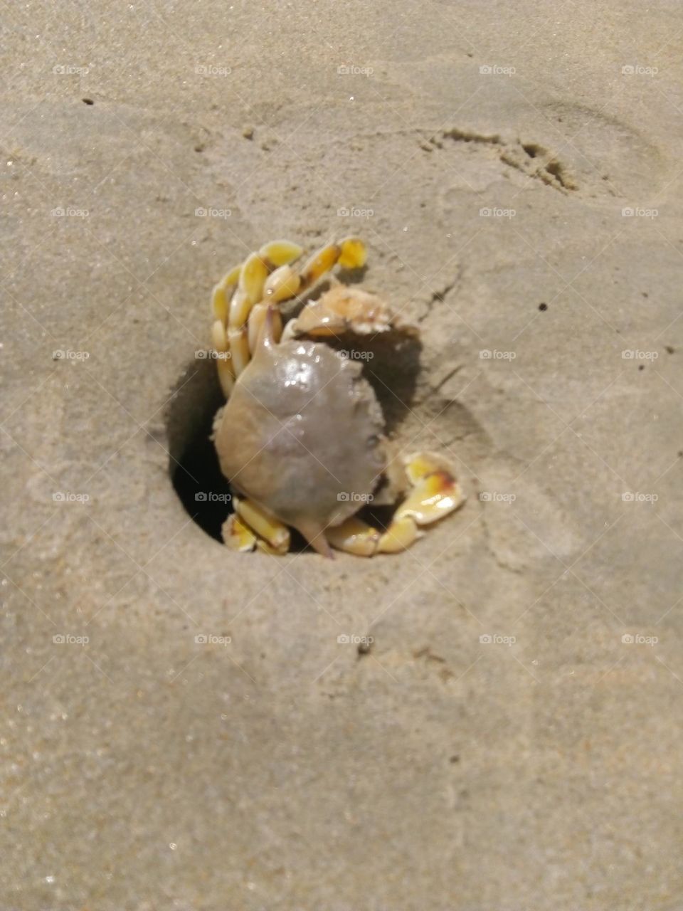 crab