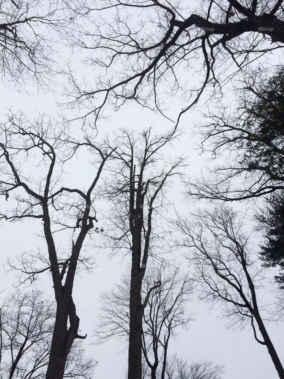 Winter bare trees 🌲❄️
