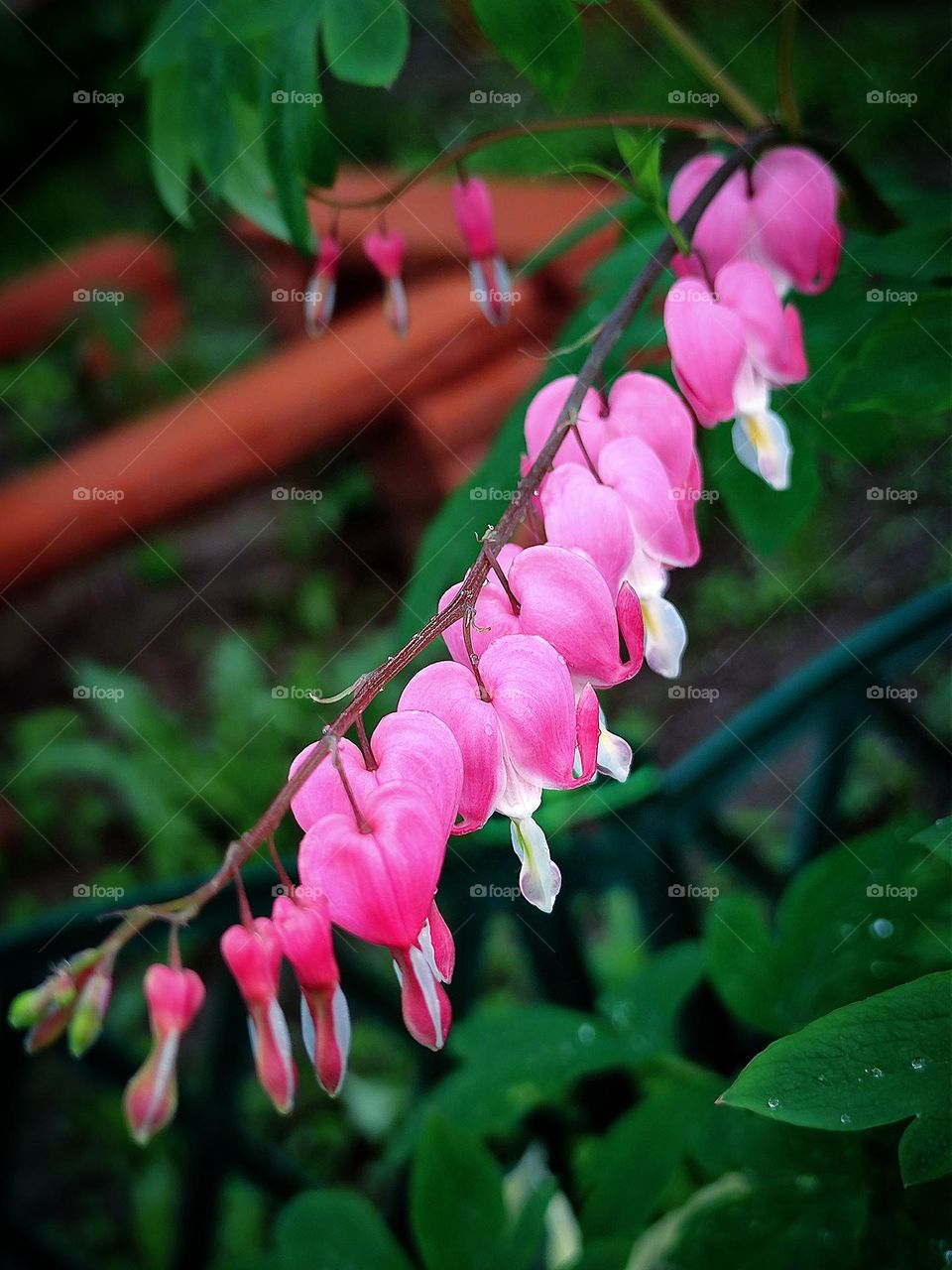 Barbie style.  Plants.  Dicentra.  Branch Dicenter with heart shaped pink flowers