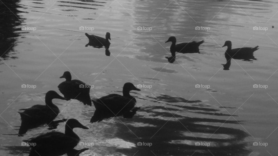 on the banks of duck 
creek