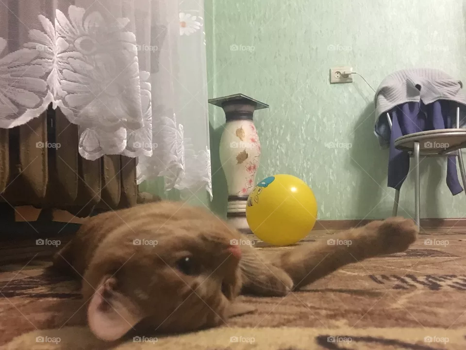 Cat 