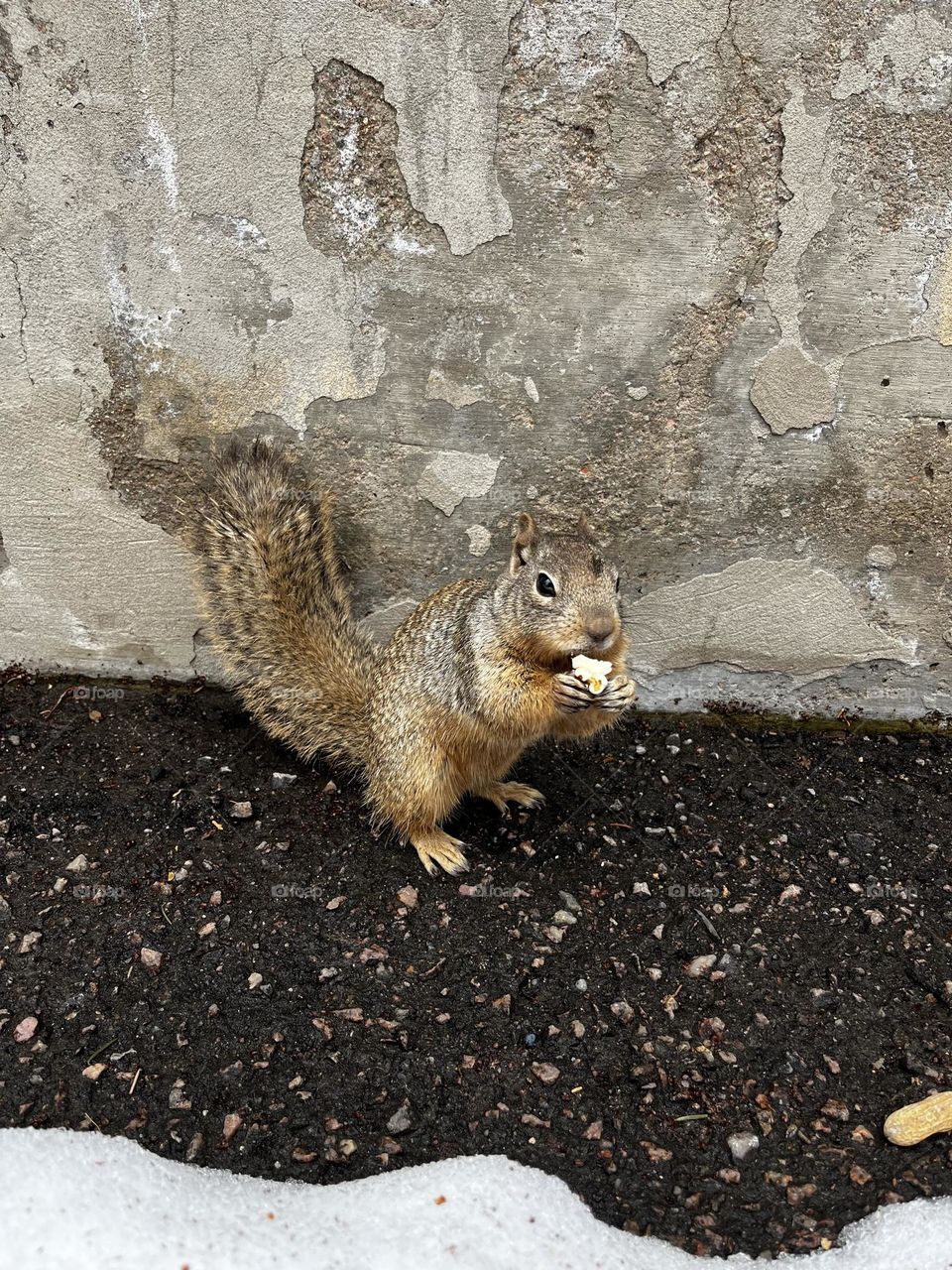 Squirrel enjoying some popcorn 