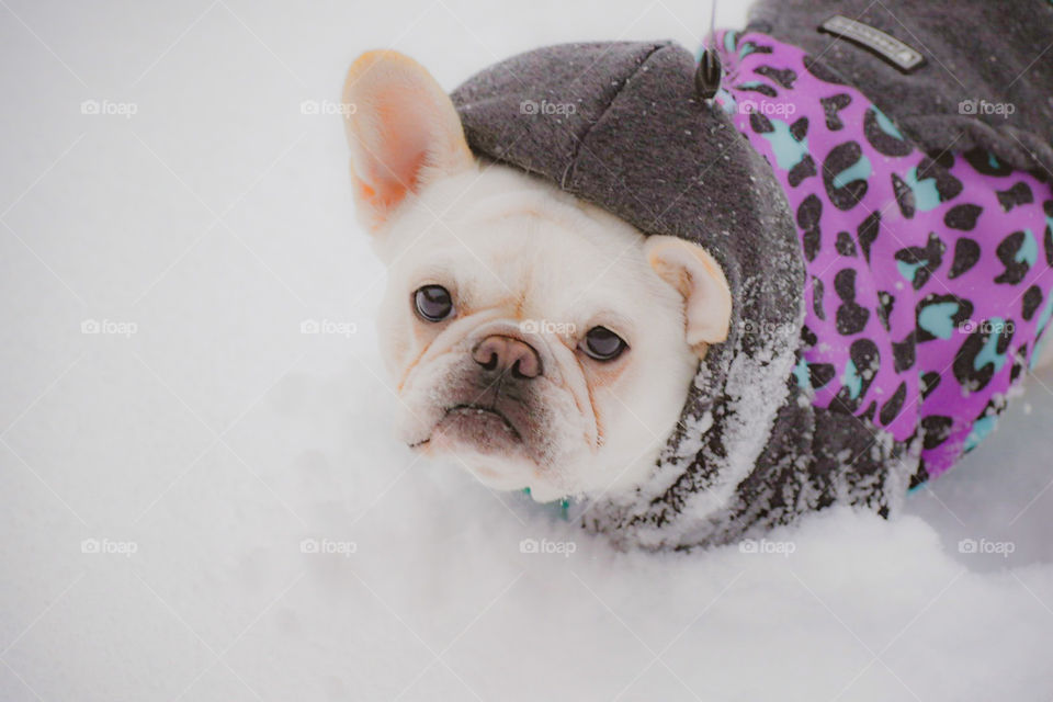 Oyster does not like the snow