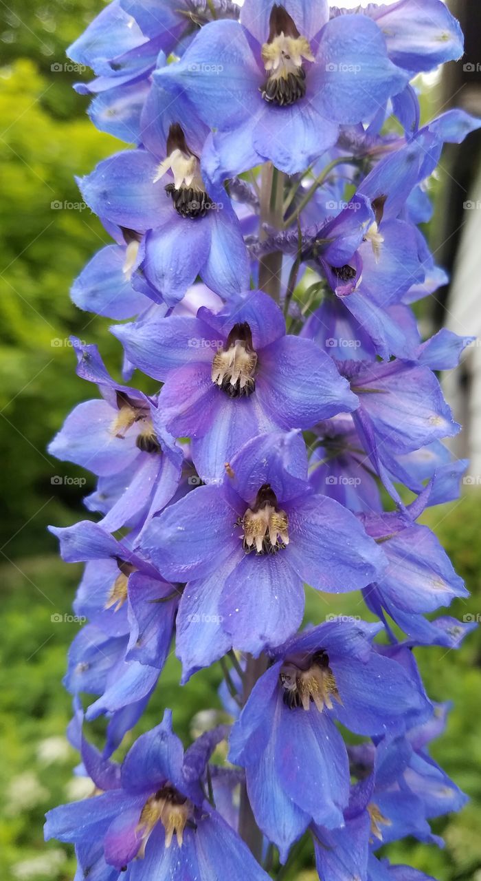 Close-up of delphinium flowers