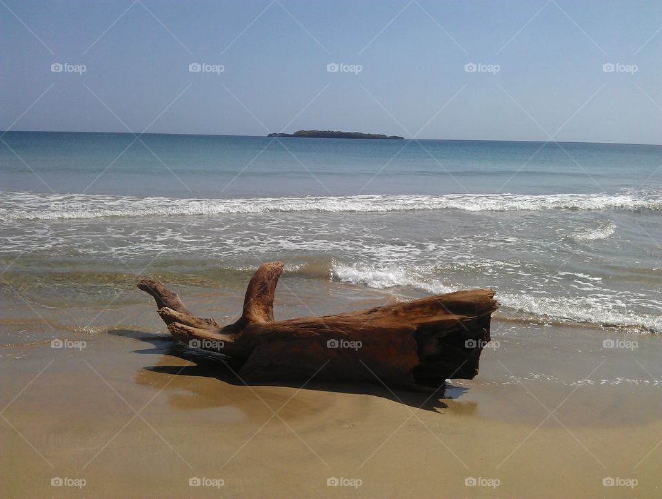 part of old #tree on caribbian beach. old tree on a beach