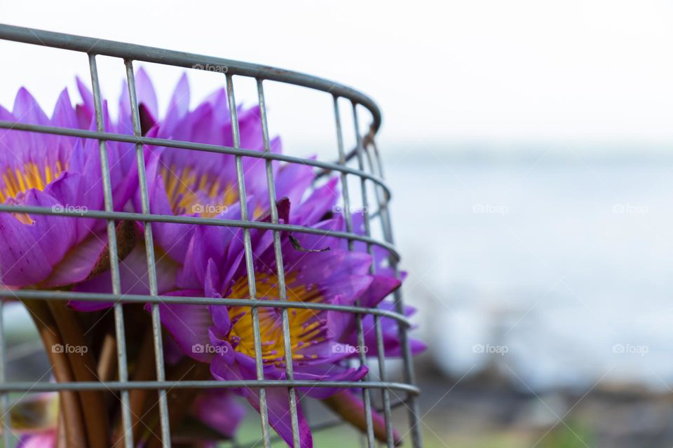 Steel wire mesh front carrier basket for bicycle with water lilies. Easy to make, useful, and efficient to carry goods around.