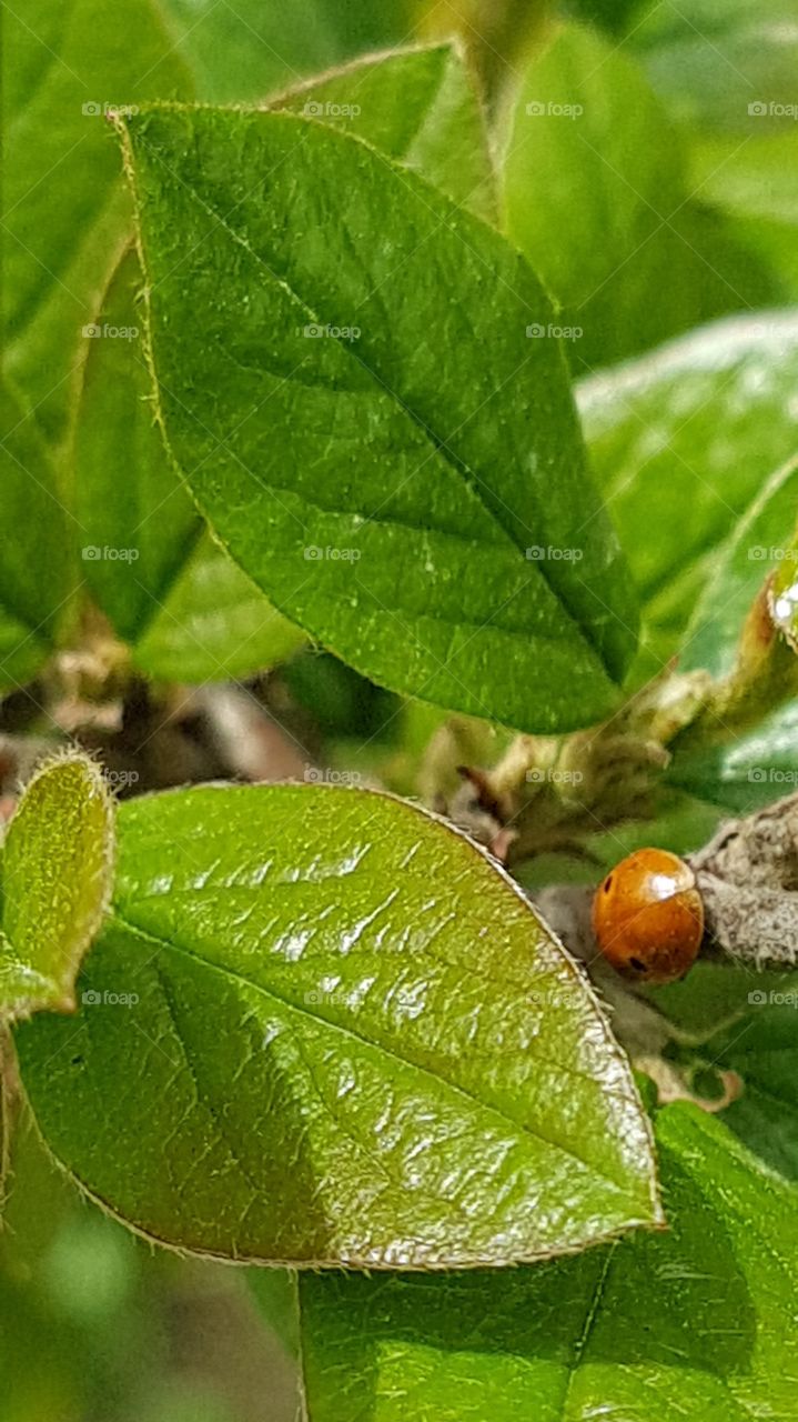 red insect on the branch with green leaves