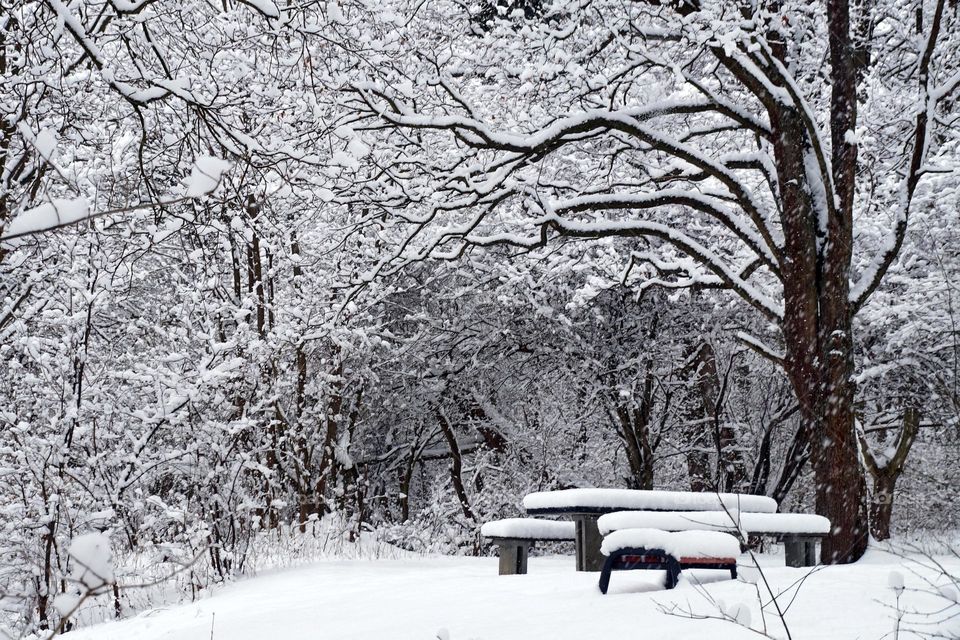 Picnic place in snowy forest