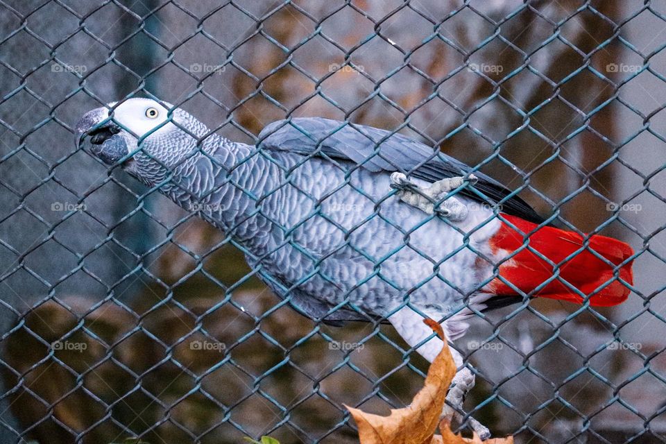 A parrot at the metal fence