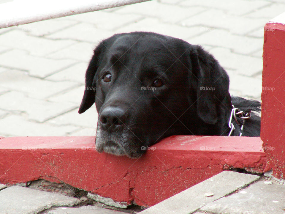 dog walking on the street