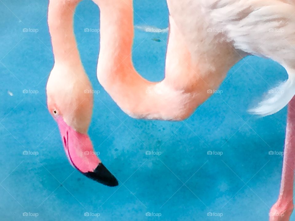 Flamingo 