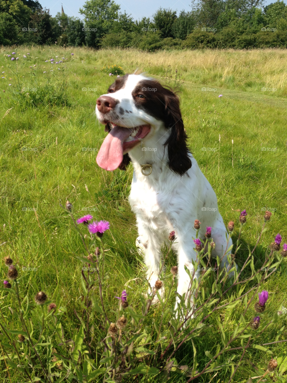 field dog puppy walk by caketin