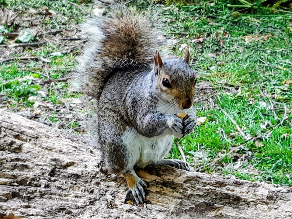 Close up of a grey squirrel holding and eating a nut on a worn log