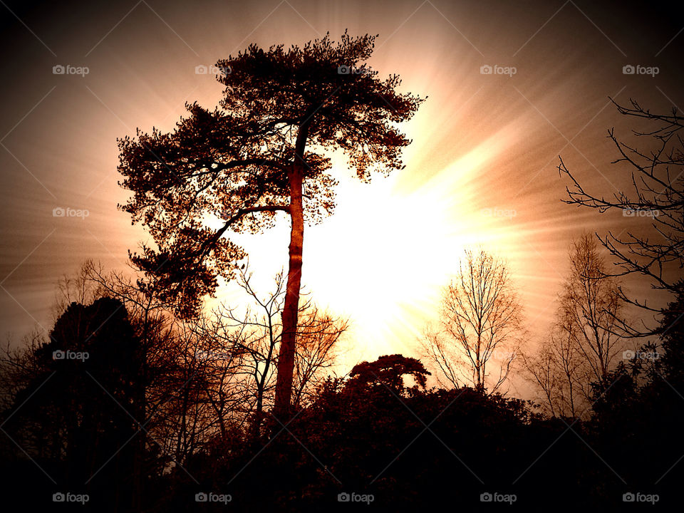 Pine tree in English winter landscape,