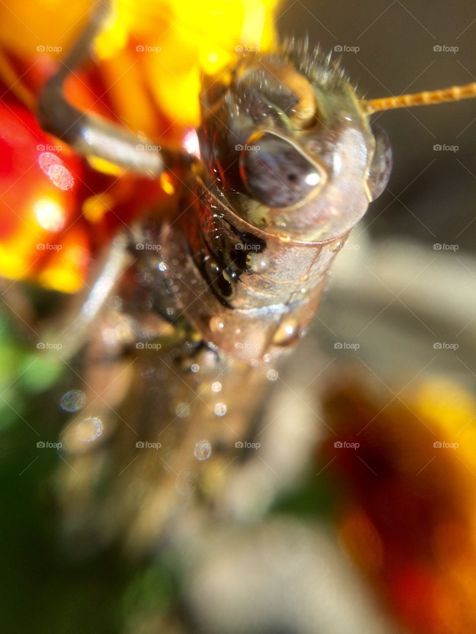 Big eye grasshoper