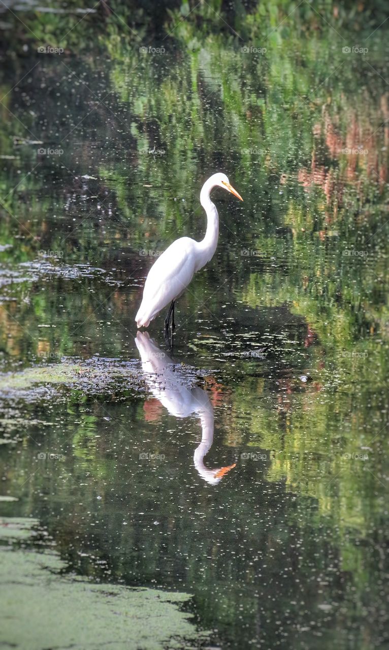 Egret 