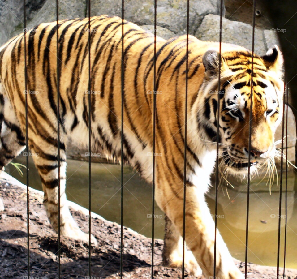 animal tiger outdoors fence by refocusphoto