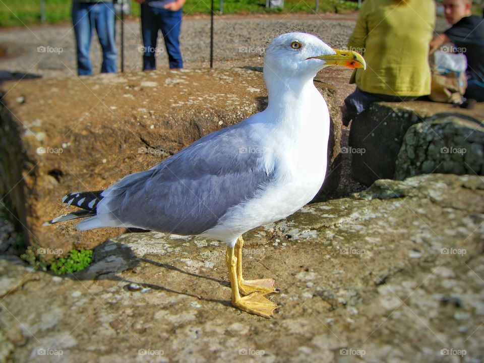 curious seagull