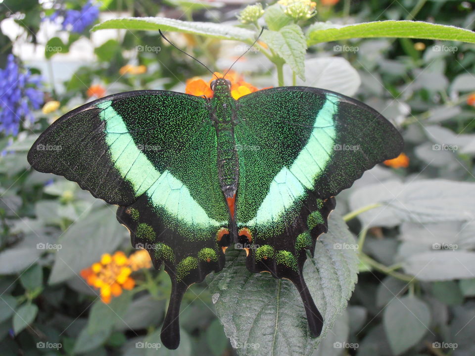 Green Butterfly