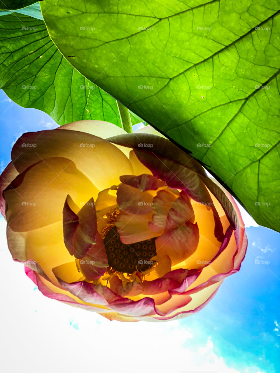 A downward facing water lotus flower warms the sky with its pink and yellow petals at the Kenilworth Aquatic Gardens in Washington, D.C.