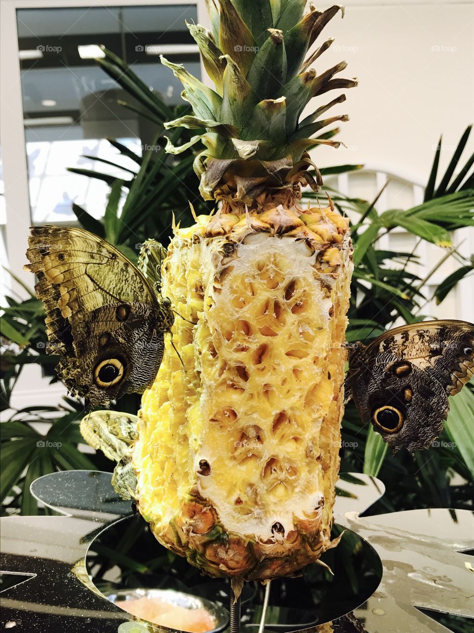 Pineapple and butterflies 