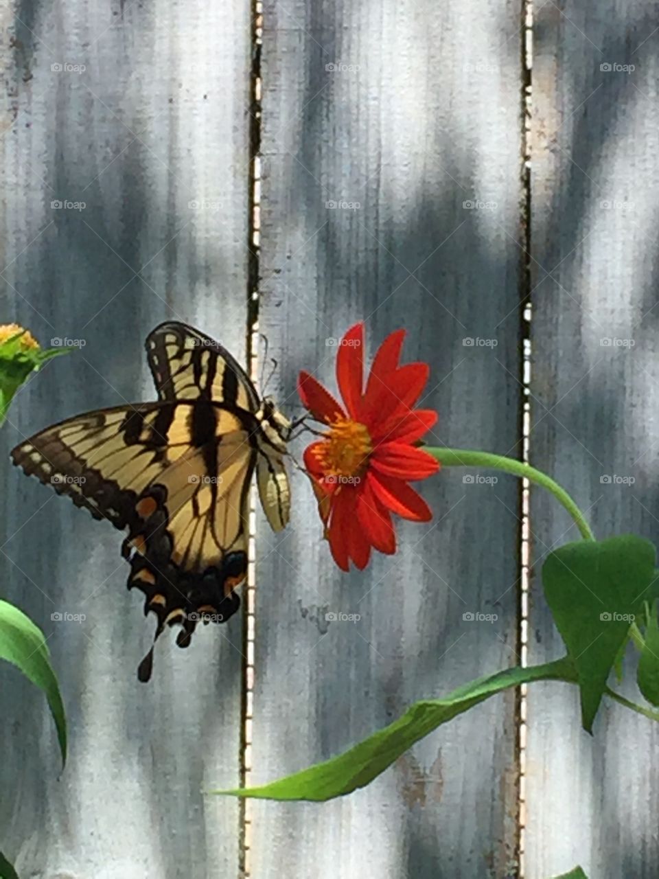 The Yellow Swallow tail butterfly