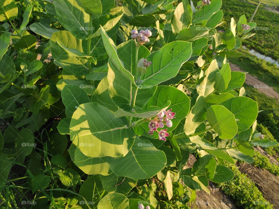 a image of calotropis plant