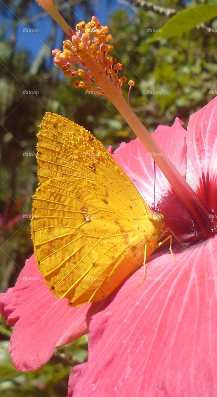 PLANT, NATURE, FLOWER, BUTTERFLY.