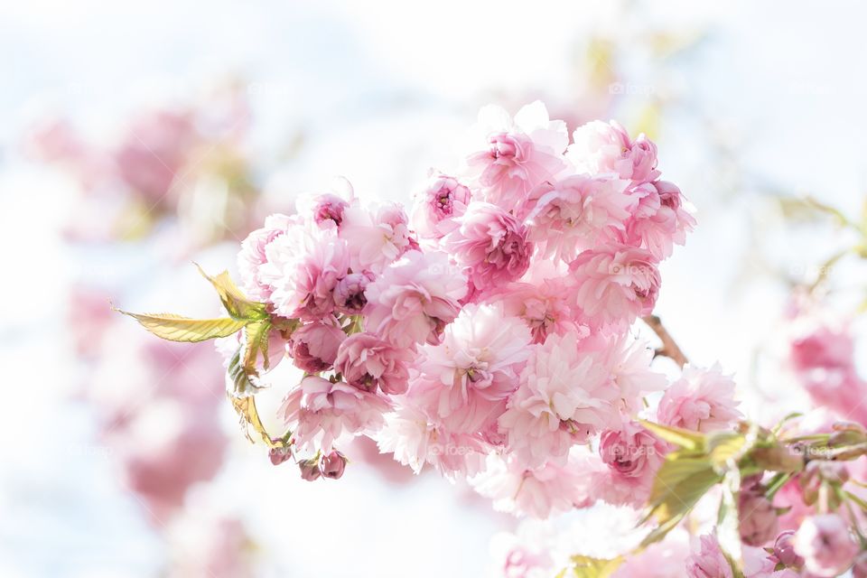 Closeup of beautiful pink cherry flowers in a blooming tree at spring 
