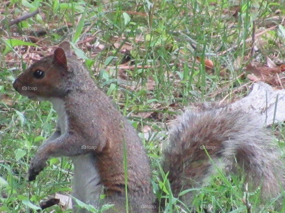 Rodent, Squirrel, Mammal, Wildlife, Nature