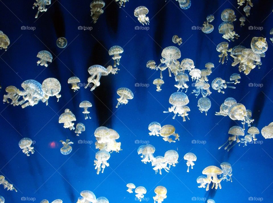 Heavenly Jellies. Jelly fish floating at the Camden Aquarium