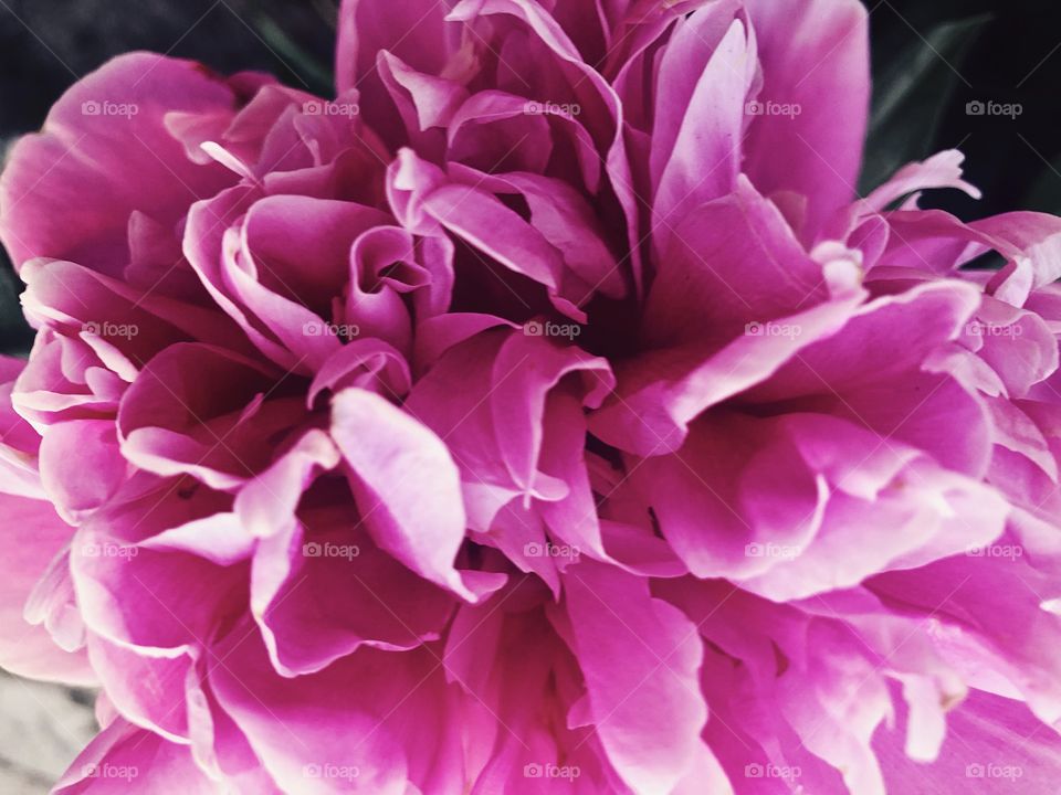 Closeup of beauty flower.Macro photo
